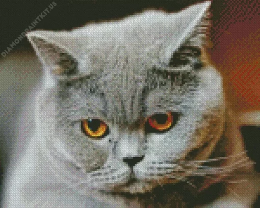 Sad Grey Cat With Orange Eyes Diamond Painting