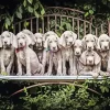 Weimaraner Puppies Animals Diamond Painting