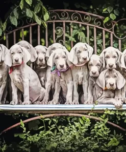 Weimaraner Puppies Animals Diamond Painting