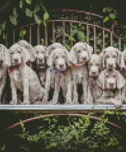 Weimaraner Puppies Animals Diamond Painting