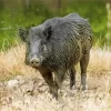 Wild Boar Diamond Painting