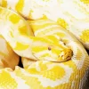 Yellow Python Burmese Snake Diamond Painting