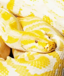 Yellow Python Burmese Snake Diamond Painting