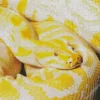 Yellow Python Burmese Snake Diamond Painting