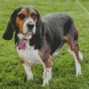 Beagle Hound Dog Diamond Painting