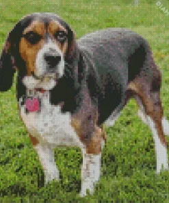 Beagle Hound Dog Diamond Painting