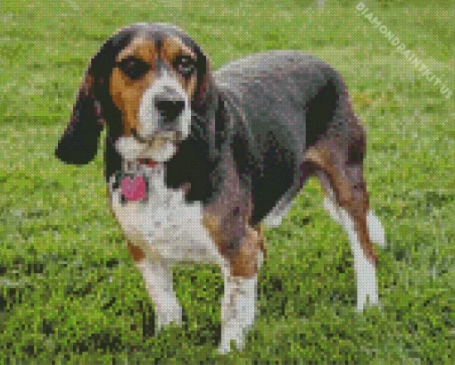 Beagle Hound Dog Diamond Painting