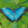 Blue And Black Butterfly On Leaf Diamond Painting