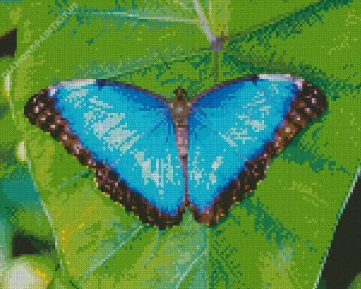 Blue And Black Butterfly On Leaf Diamond Painting