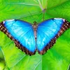 Blue And Black Butterfly On Leaf Diamond Painting