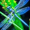 Blue And Black Dragonfly Diamond Painting