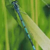 Blue And Black Dragonfly On Leaf Diamond Painting