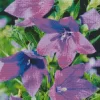 Platycodon Grandiflorus Diamond Painting