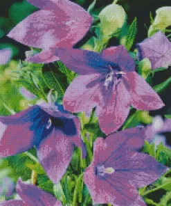 Platycodon Grandiflorus Diamond Painting