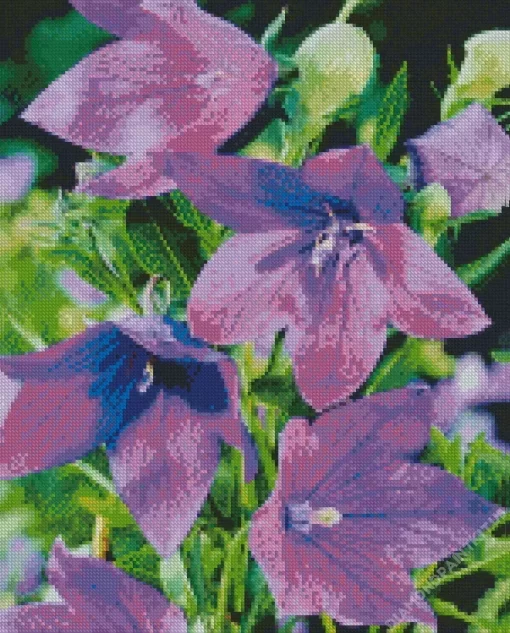 Platycodon Grandiflorus Diamond Painting