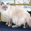 Balinese Cat Diamond Painting