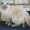 Balinese Cat Diamond Painting