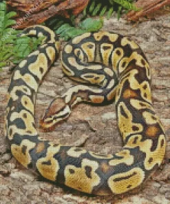 Ball Python Diamond Painting