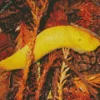 Banana Slug Diamond Painting