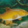 Barbel Fish Diamond Painting