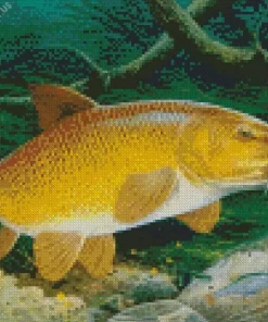 Barbel Fish Diamond Painting