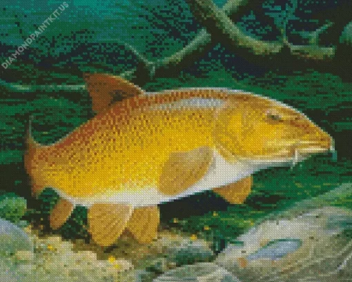 Barbel Fish Diamond Painting