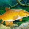 Barbel Fish Diamond Painting