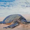 Beach With Turtle Diamond Painting