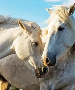 Beautiful White Stallion Diamond Painting