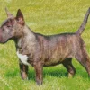 Black And Brown Bull Terrier Diamond Painting