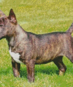 Black And Brown Bull Terrier Diamond Painting