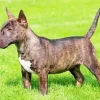 Black And Brown Bull Terrier Diamond Painting