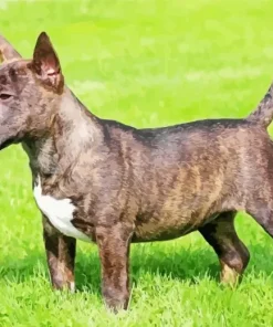 Black And Brown Bull Terrier Diamond Painting