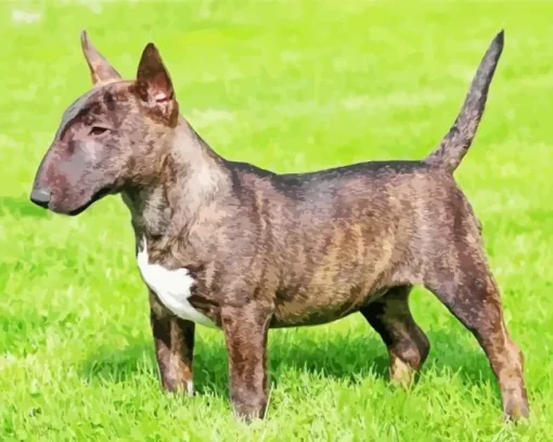 Black And Brown Bull Terrier Diamond Painting