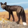 Black Fox Diamond Painting