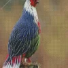 Blood Pheasant Bird Diamond Painting