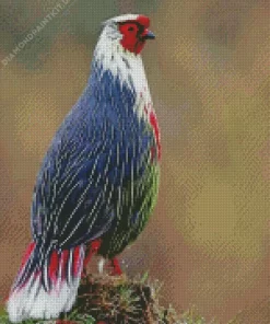 Blood Pheasant Bird Diamond Painting