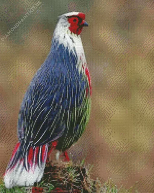 Blood Pheasant Bird Diamond Painting