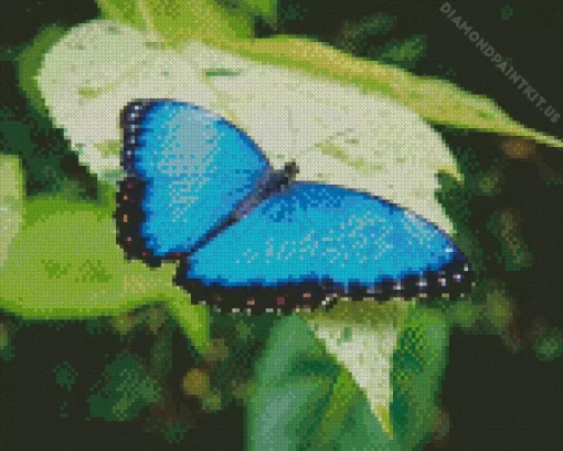 Blue And Black Butterfly Diamond Painting