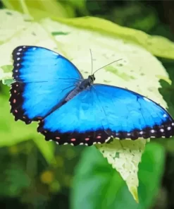 Blue And Black Butterfly Diamond Painting