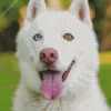 Blue And Brown Eye Husky Diamond Painting