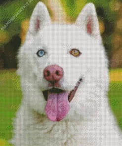 Blue And Brown Eye Husky Diamond Painting