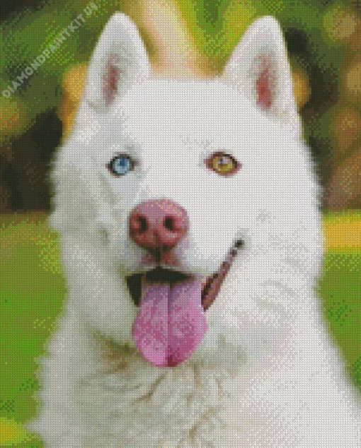 Blue And Brown Eye Husky Diamond Painting