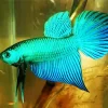 Blue And Green Betta Fish Diamond Painting