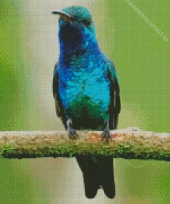 Blue And Green Hummingbird Diamond Painting