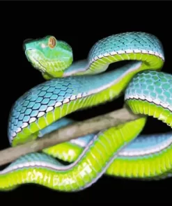 Blue And Green Pit Vipers Diamond Painting