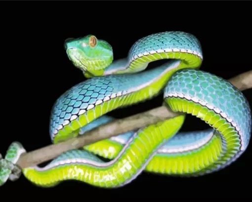 Blue And Green Pit Vipers Diamond Painting