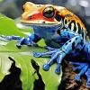 Blue And Orange Frog Diamond Painting