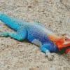 Blue And Orange Iguana Diamond Painting