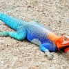 Blue And Orange Iguana Diamond Painting